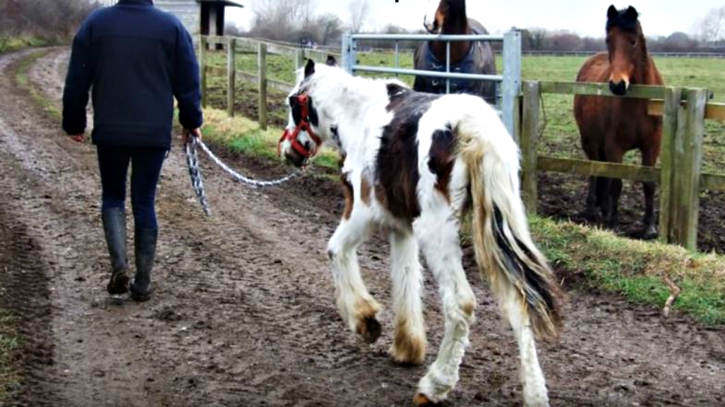 Dying Cob Foal Makes Miracle Recovery, Thank To Horseworld Equine Rescue Centre